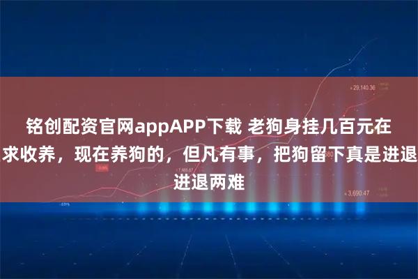 铭创配资官网appAPP下载 老狗身挂几百元在小区求收养,现在养狗的,但凡有事,把狗留下真是进退两难